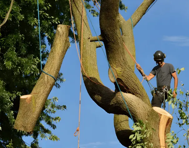 Arbre En Ville Elagueur Saint Malo Demontage Par Tyrolienne