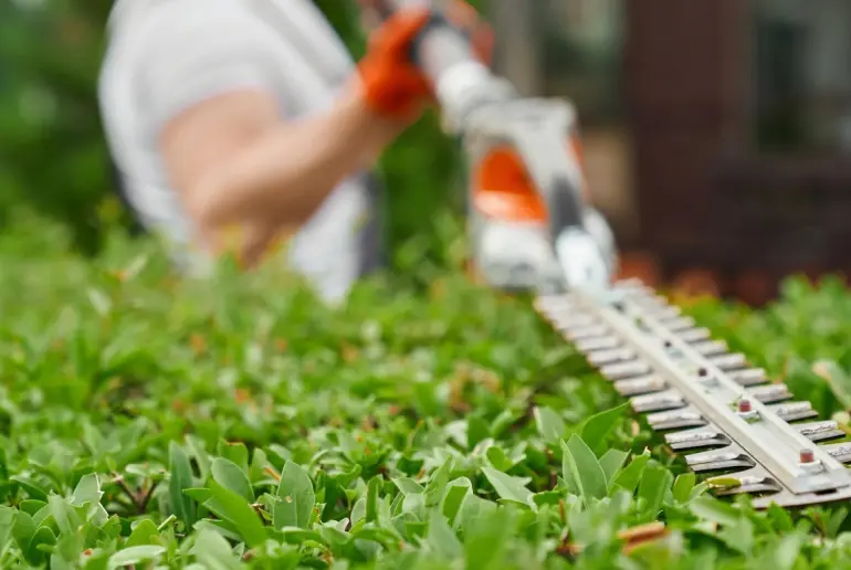 Arbre En Ville Elagueur Saint Malo Entretien Des Espaces Verts