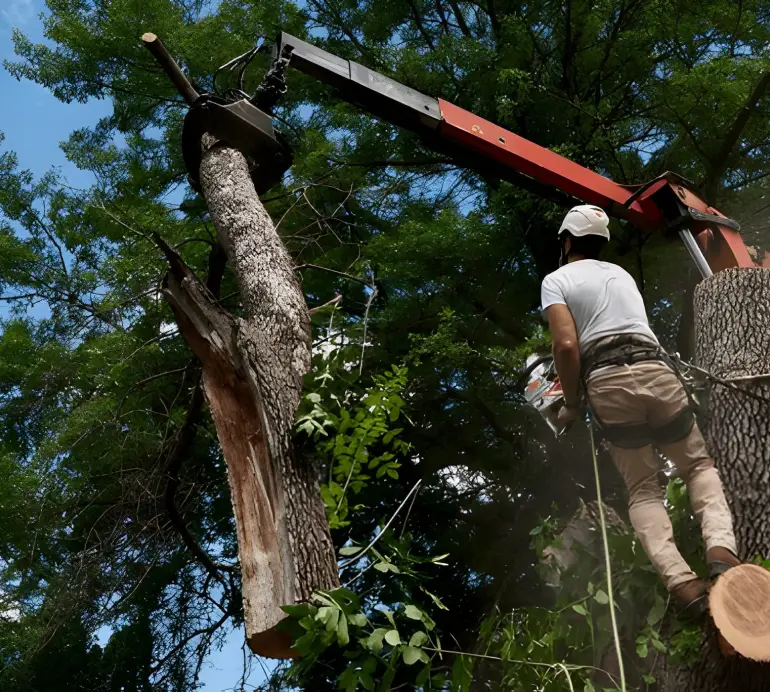 Arbre En Ville Elagueur Saint Malo Artisan Elagueur 1 Arbre En Ville Elagueur Saint Malo Artisan Elagueur 1