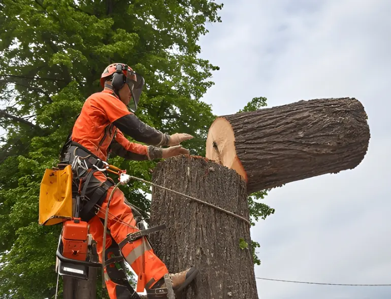 Arbre En Ville Elagueur Saint Malo Artisan Elagueur