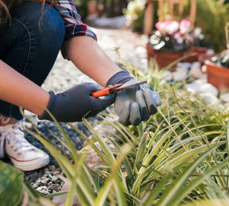 Arbre En Ville Elagueur Saint Malo Elagueur 1 Arbre En Ville Elagueur Saint Malo Elagueur 1